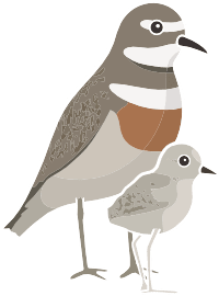 Onetahua Restoration Project birds graphic