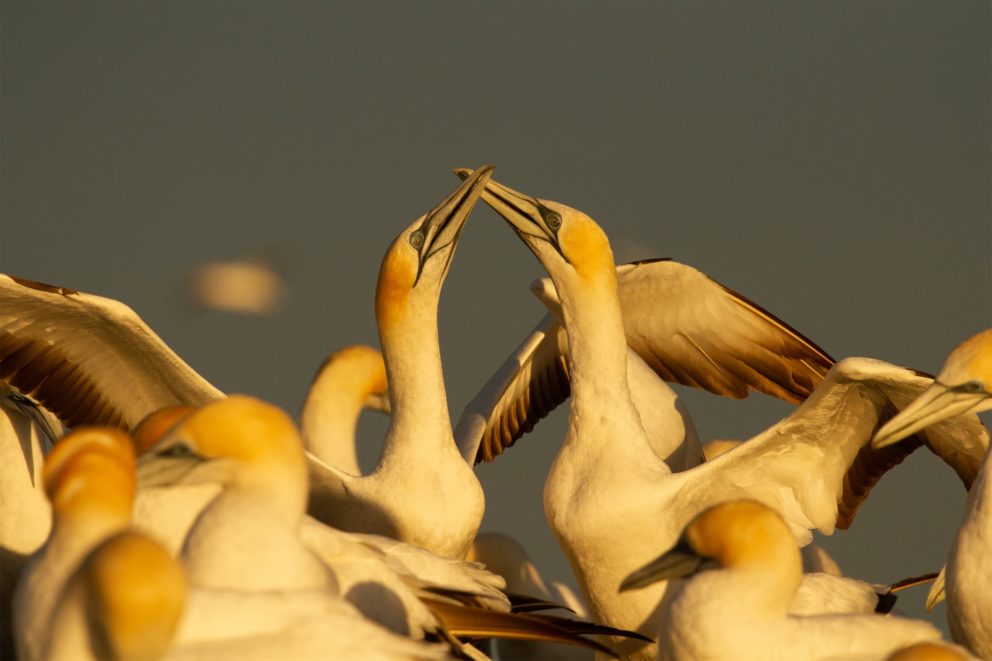 Australasian Gannets - Photo Credit Bradley Shields