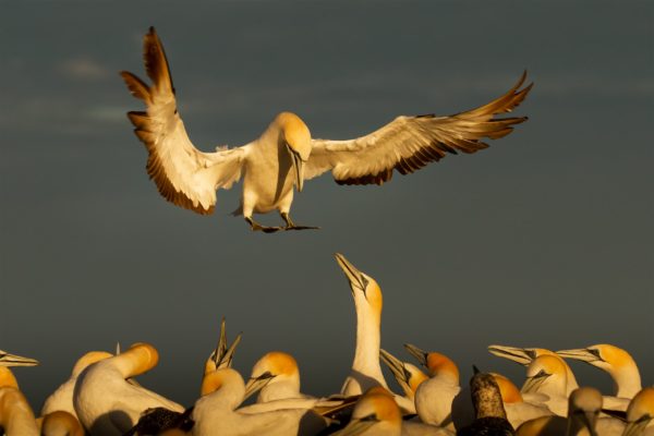 Australasian Gannets - Photo Credit Bradley Shields