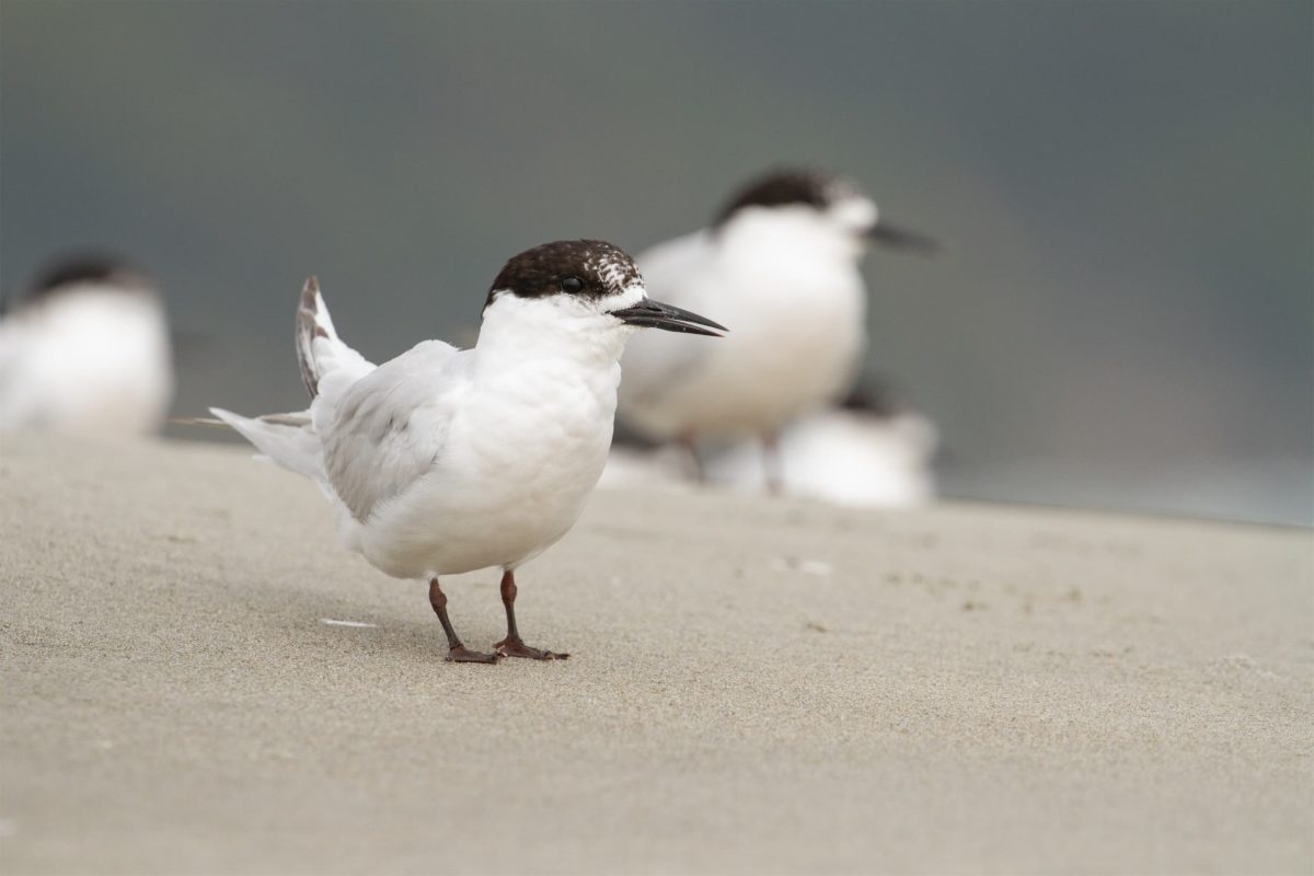 White Fronted Terns on Farewell Spit - Photo Credit Bradley Shields