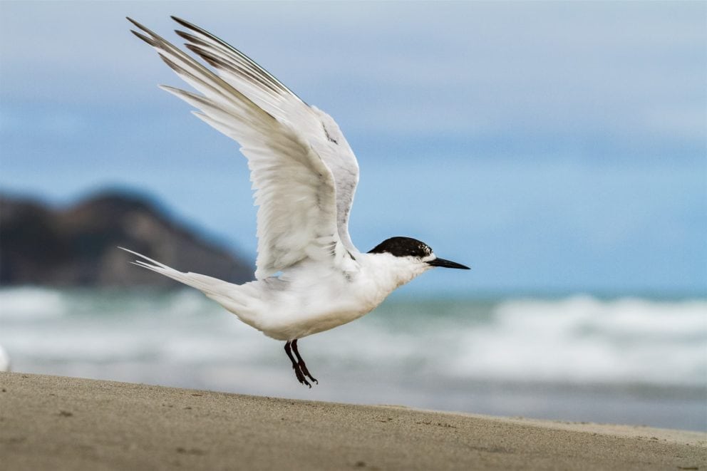 White Fronted Tern on Farewell Spit - Photo Credit Bradley Shields