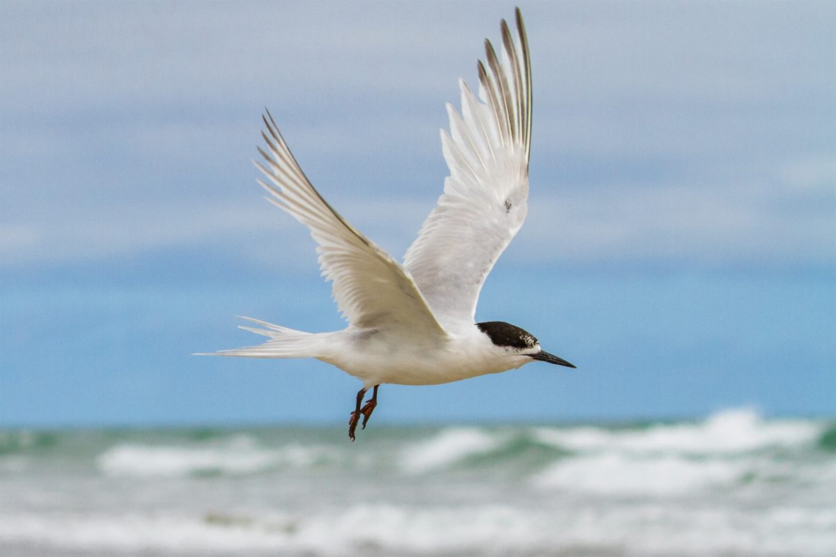 White Fronted Turn on Farewell Spit - Photo Credit Bradley Shields